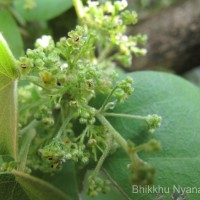 Cissampelos pareira L.